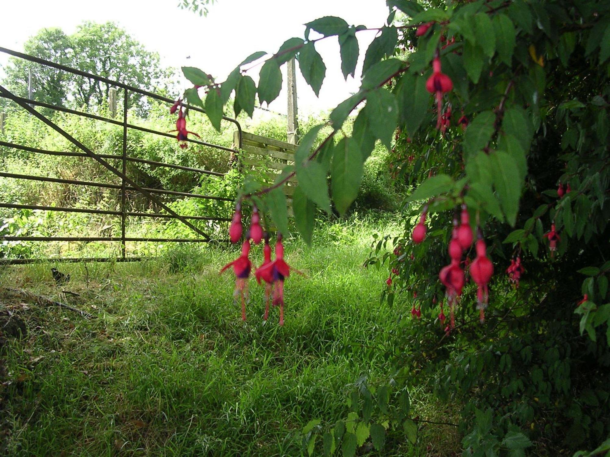 Findus House, Farmhouse Bed & Breakfast Macroom Exterior photo