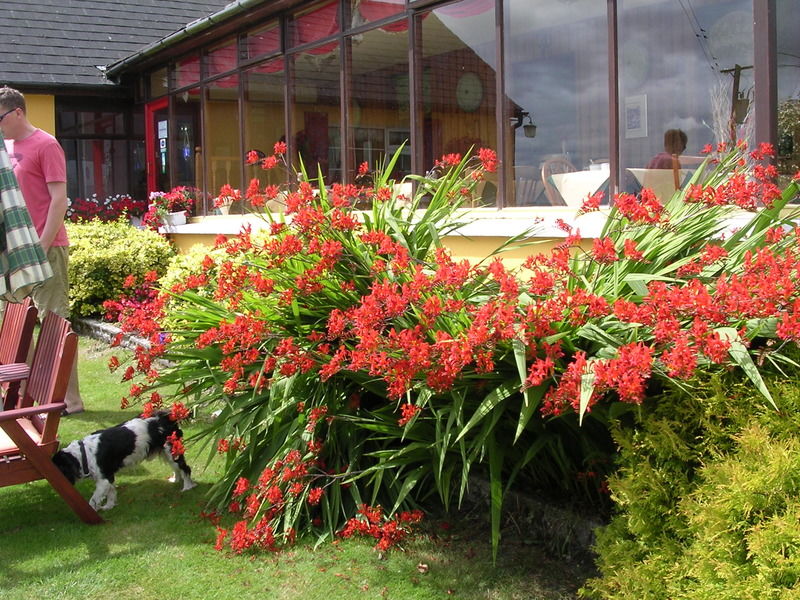 Findus House, Farmhouse Bed & Breakfast Macroom Exterior photo